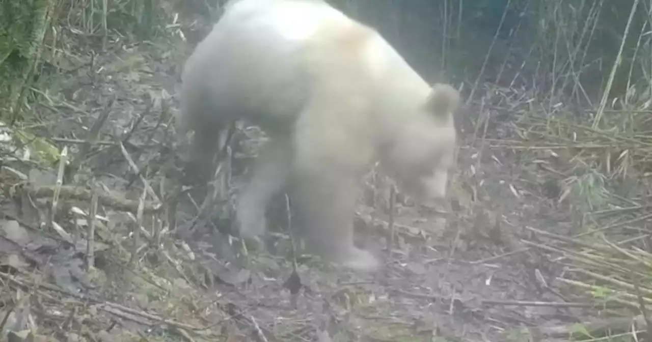 Avvistato in Cina un rarissimo esemplare di panda bianco. Il video