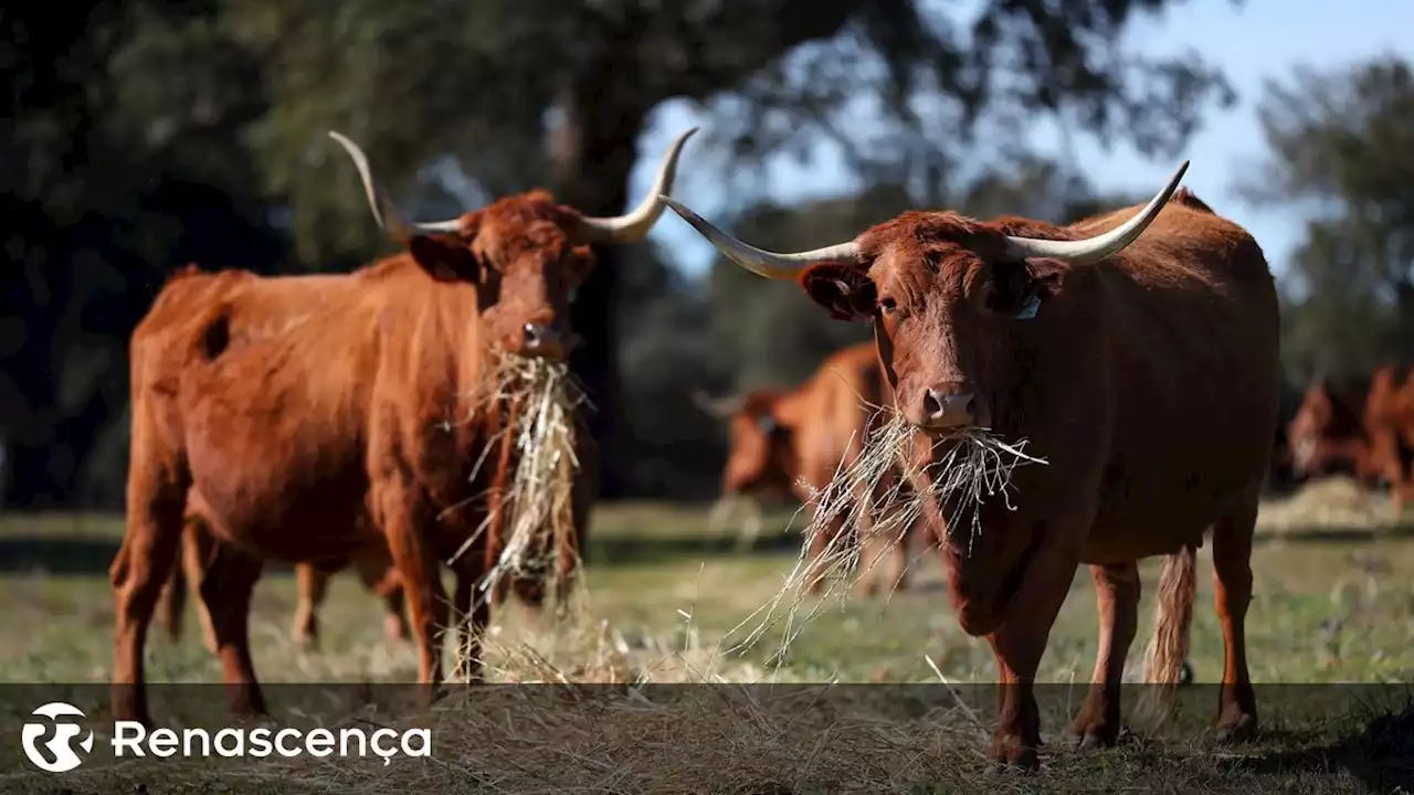 Criadores do Baixo Alentejo sem comida para gado bovino desfazem-se dos animais - Renascença