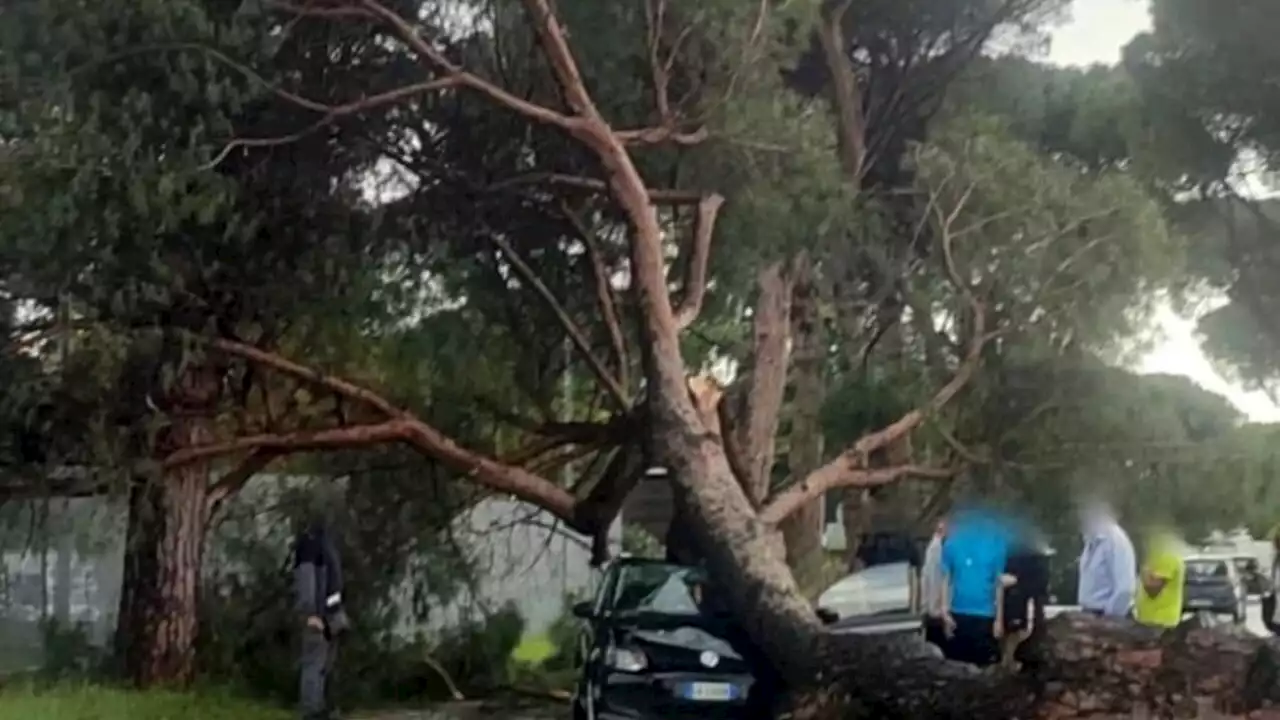 Nomentana, pino crolla su un'auto: mezzo distrutto e donna ferita