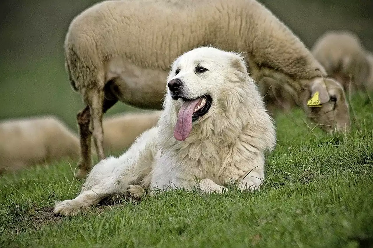 Steuererlass für Herdenschutzhunde - Schweizer Bauer