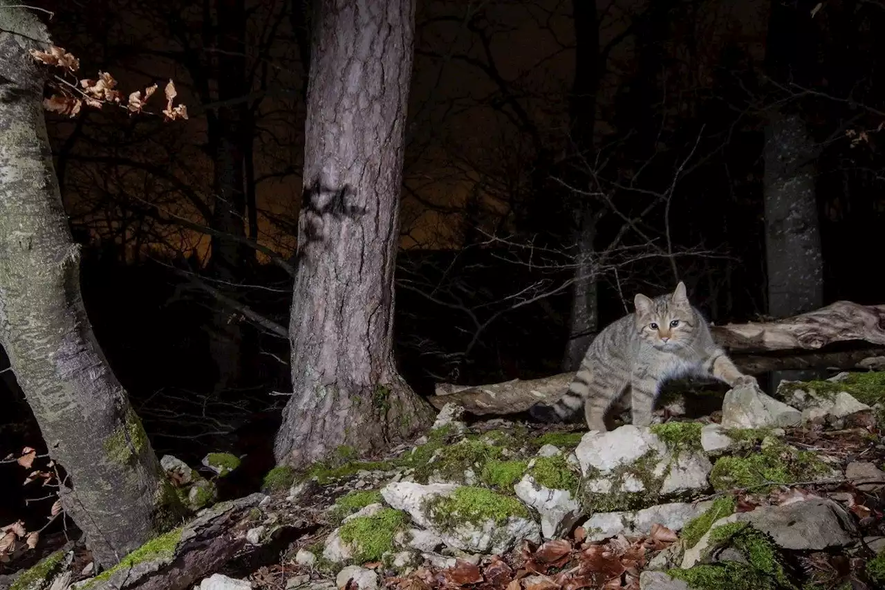 Wildkatze streift wieder durch Aargauer Wälder - Schweizer Bauer