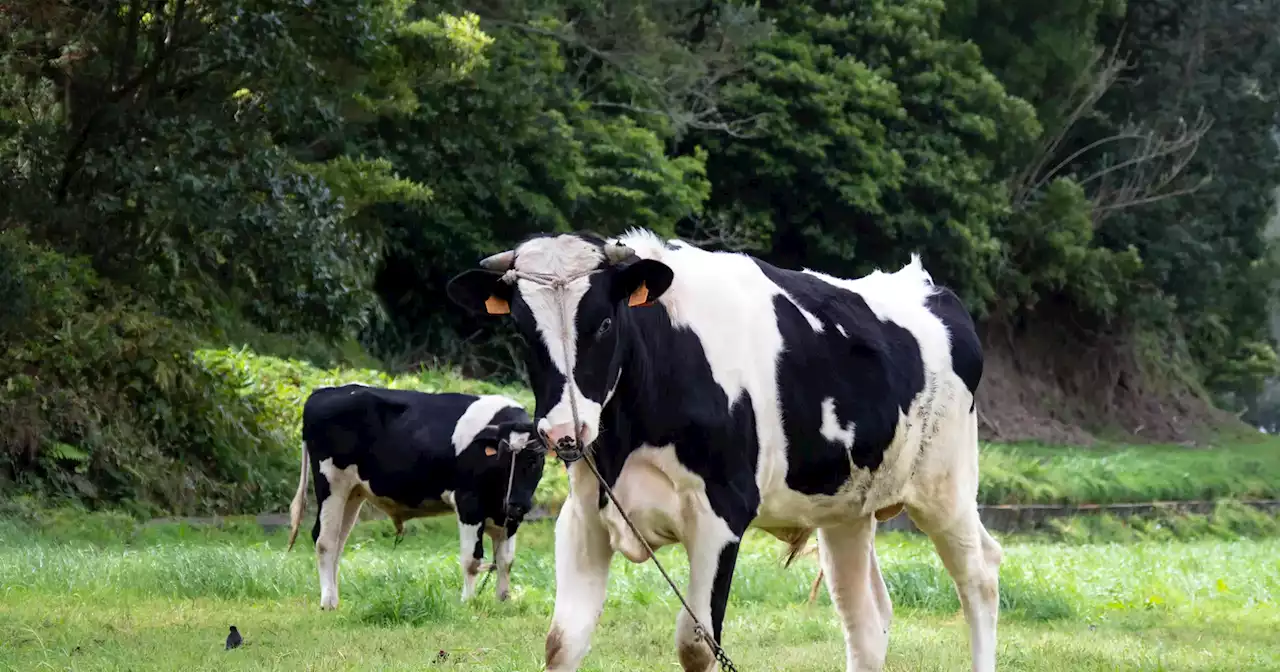 Sem comida para os animais, criadores do Baixo Alentejo desfazem-se do gado bovino