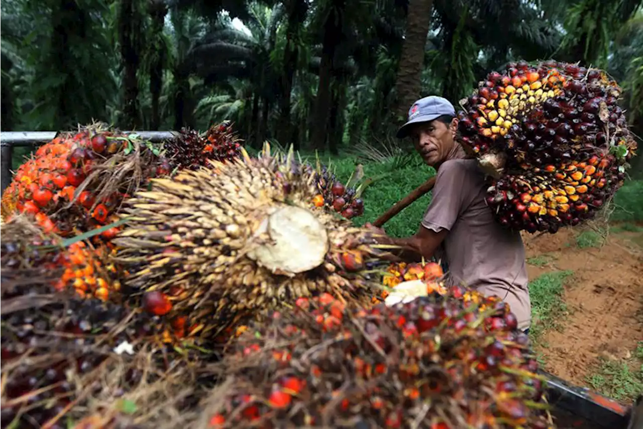 Kemitraan Penopang Daya Saing Industri Sawit di Pasar Global