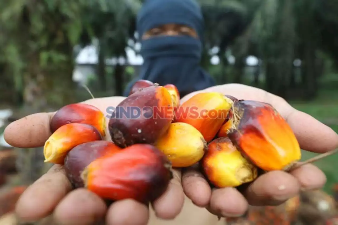 Pembentukan Bursa CPO Butuh Pembahasan Bersama Agar Tak Bebani Petani Sawit