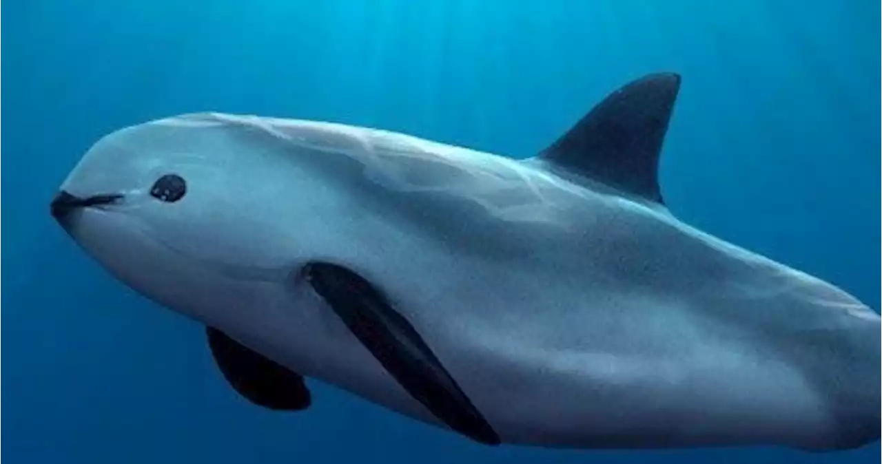 EU busca embargo comercial contra México por falta de protección a la vaquita marina