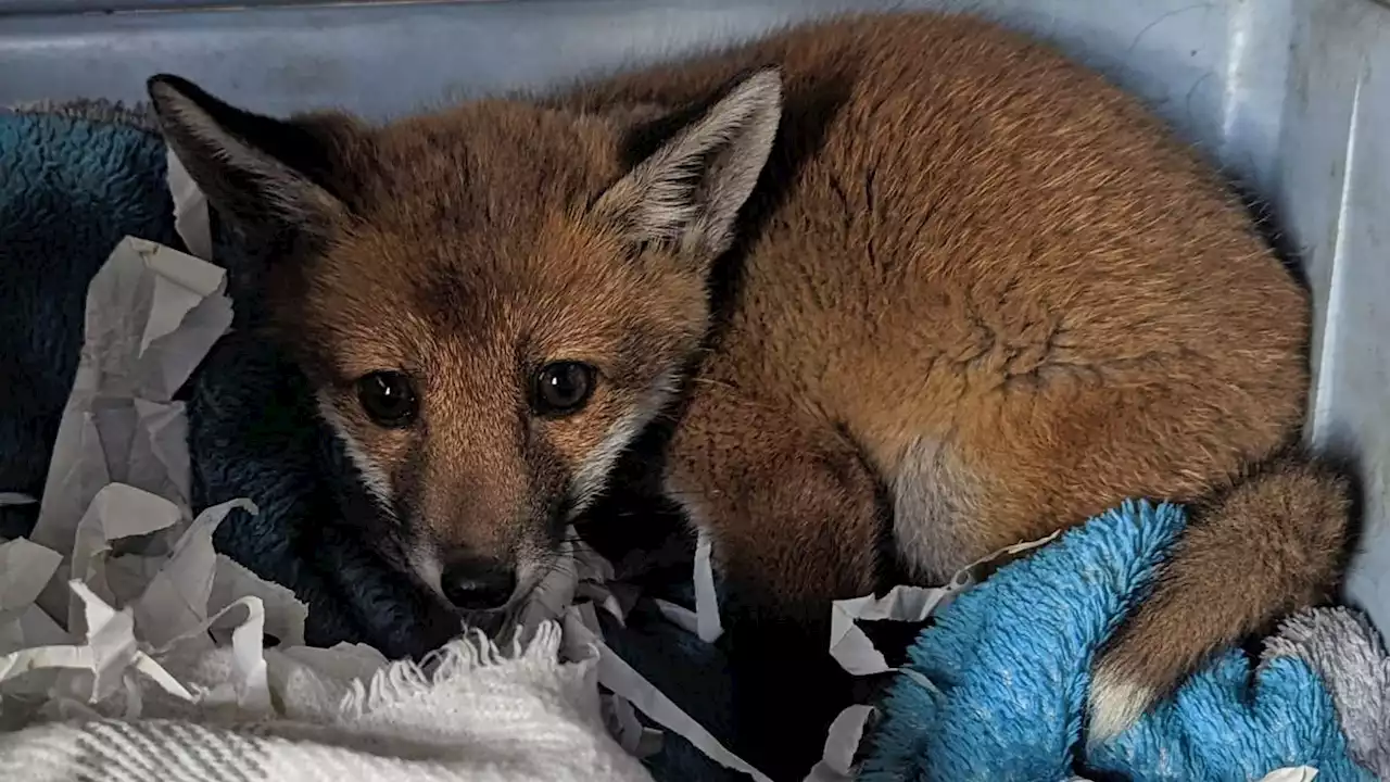 Orphaned fox cub found with 'heartbreaking' message on Greggs bag