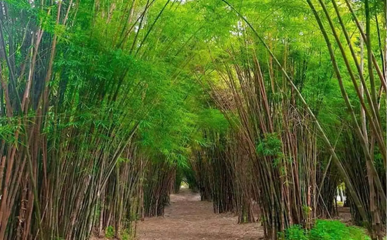 Hutan Bambu Keputih, Lokasi Berburu Foto Estetik di Kota Surabaya