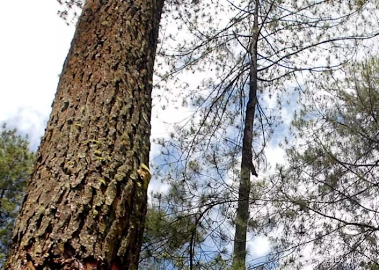 Menjulang 102,3 Meter, Cypress Raksasa di Tibet Jadi Pohon Tertinggi di Asia