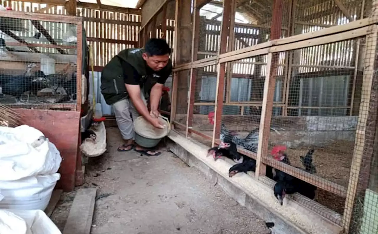 Peternak Milenial Semarang Ini Sukses Beternak Ayam KUB, Omzet Rp10 Juta/Bulan