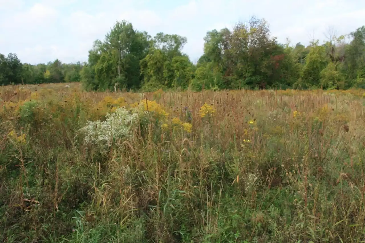 Ontario launches latest biodiversity strategy amid land-use concerns