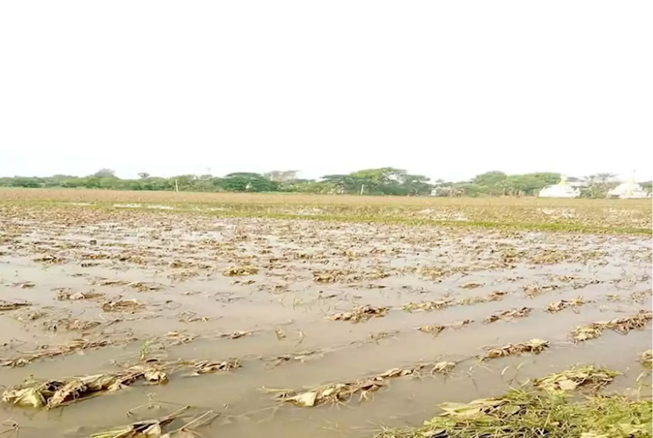 Cyclone Mocha destroys over 62,800 acres of cultivated crops in Myanmar, says govt data