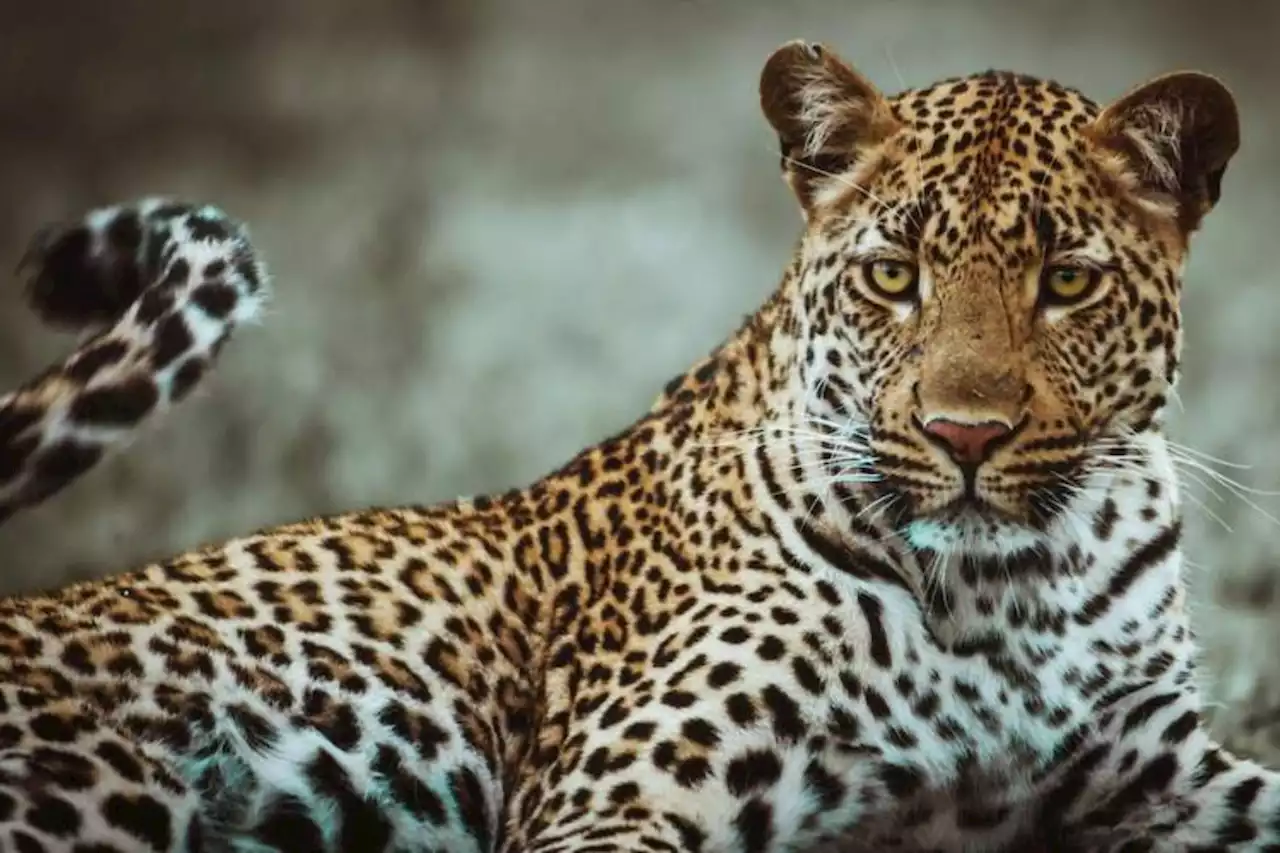 Residents claim to have ‘spotted’ four leopards in village near Rustenburg | The Citizen