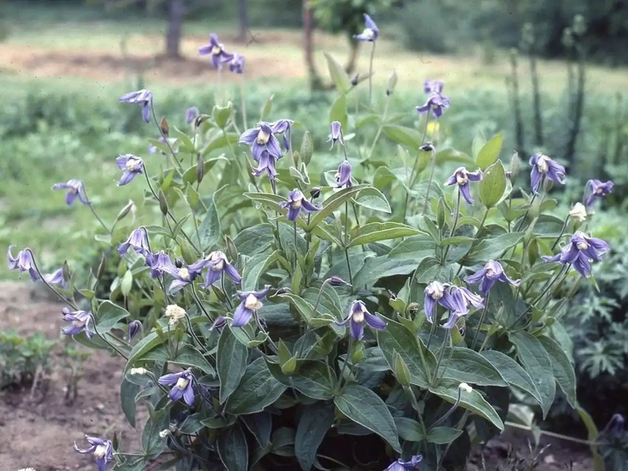 To climb or not to climb: Choosing the right clematis for your flower garden