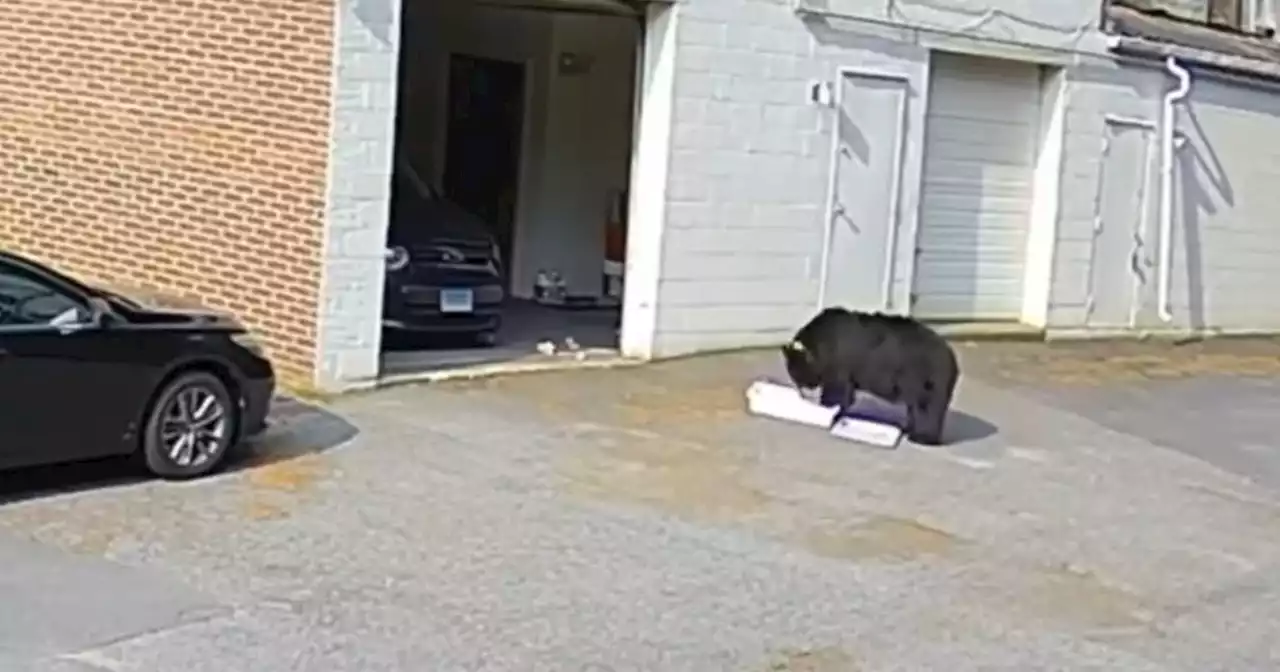 Bear breaks in and eats cupcakes at Connecticut bakery