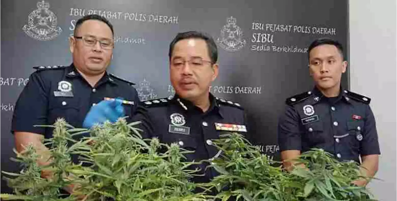 Rampasan pokok ganja : Polis Sibu tahan suspek ketiga