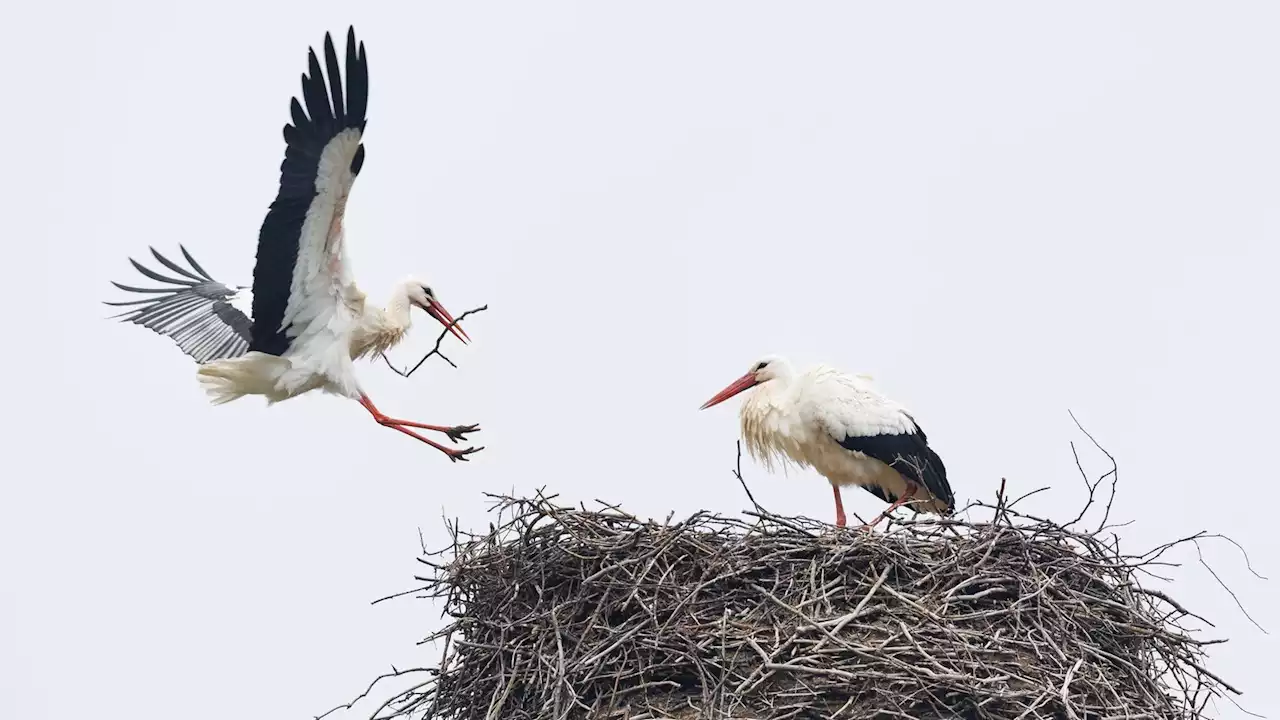 Von 3 auf 706: So viele Storchenpaare gibt es in NRW