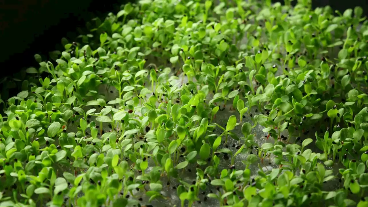 Ernährungstrend Microgreens: Superfood aus der eigenen Küche