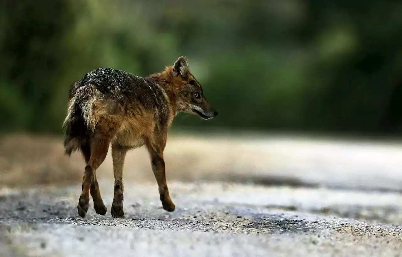 Après le loup, le chacal doré peut-il lui aussi coloniser la France ?