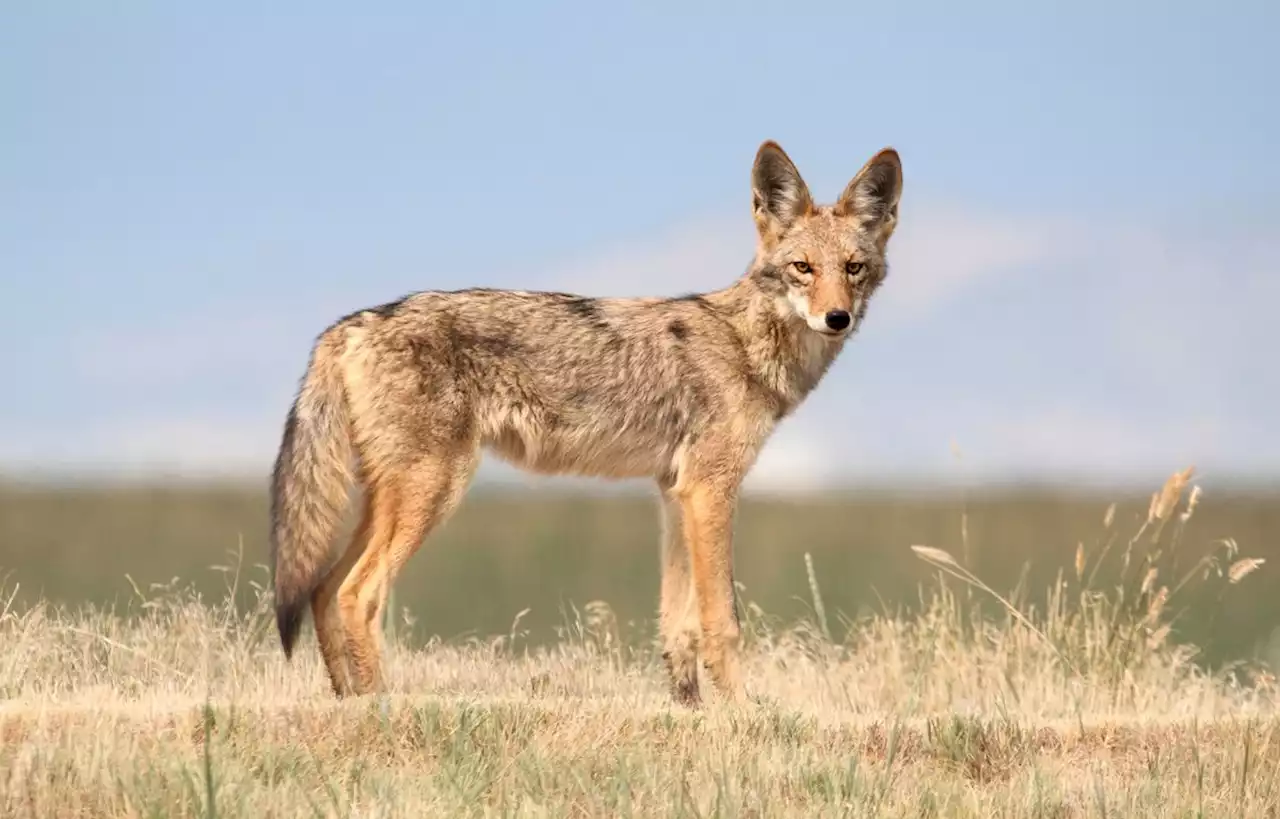 Chiens sauvages : comment vivent les coyotes, les renards et les chacals ?