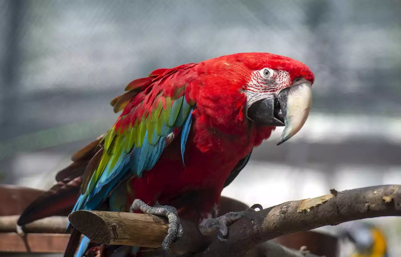 Un perroquet retrouvé après un mois de disparition et 100 km parcourus