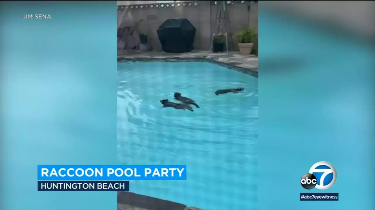 Raccoons have pool party in California man's backyard: VIDEO