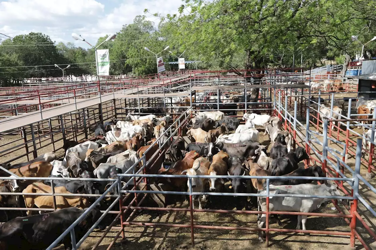 Au Nicaragua, l'industrie bovine piétine la forêt et les indigènes, selon un documentaire