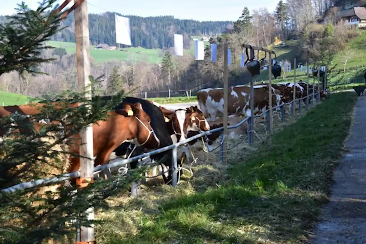 Sechs Zuchtfamilien in einem Jahr und eine Rekordpunktzahl - bauernzeitung.ch