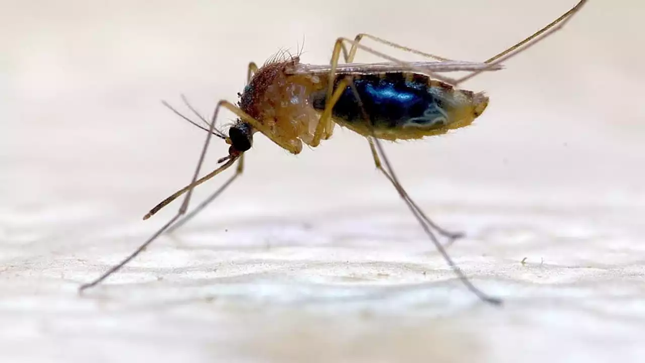 Pourquoi les moustiques sont attirés par certaines peaux et pas d'autres