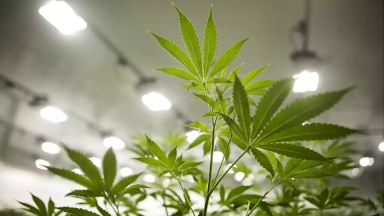 Canopy Growth asks S&P Global to pull credit ratings - BNN Bloomberg