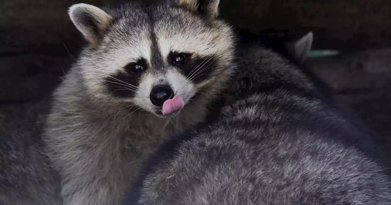 Raccoon in pet store for nail trim euthanized due to rabies risk after customers kiss it