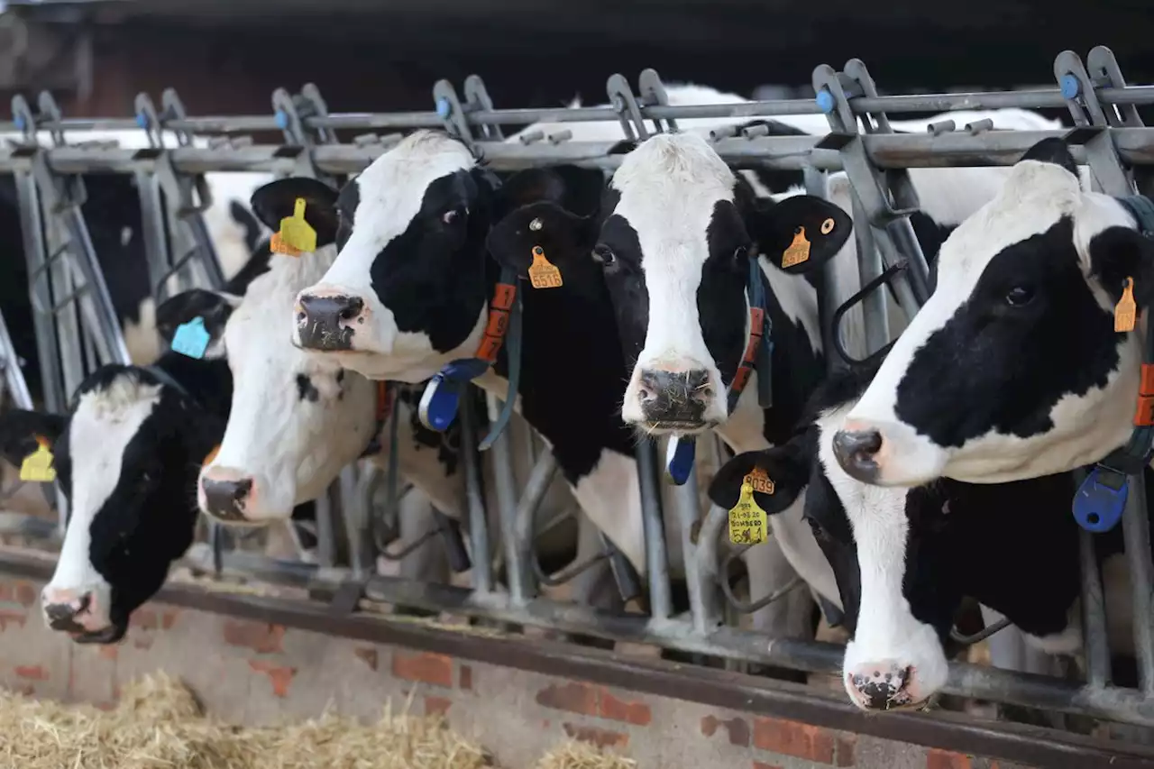 Unos 13.000 ganaderos en vilo por la sentencia de la Audiencia Nacional contra el cártel de la leche