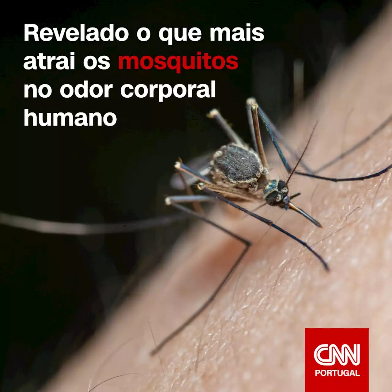 Revelado o que mais atrai os mosquitos no odor corporal humano