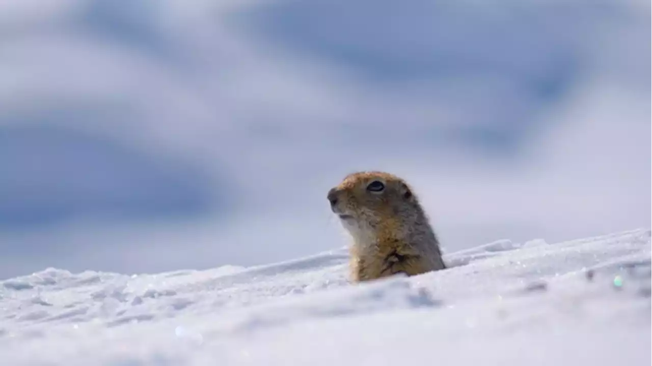 Climate change could mean fewer 'date nights' for Arctic ground squirrels: study