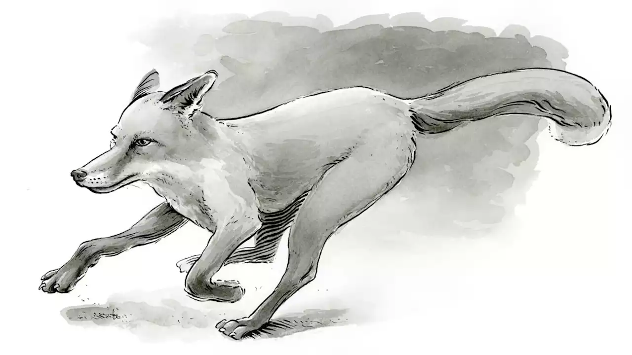 How to draw a fox using Indian ink