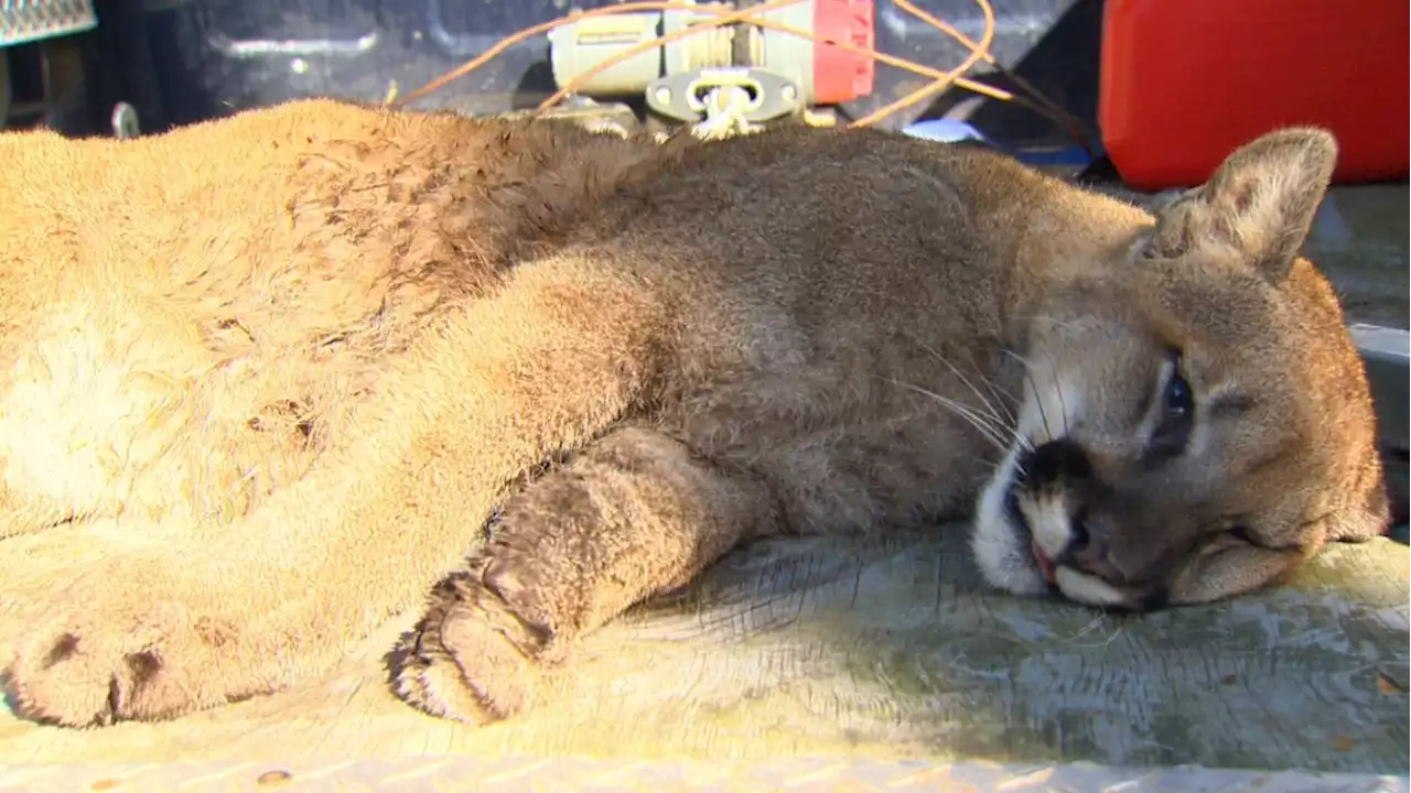 6 cougars killed in Metchosin after attacks on sheep farms