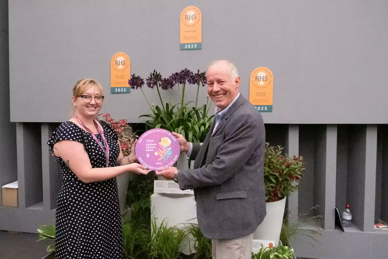 FLOWER POWER: SA flower wins Plant of the Year at Chelsea Flower Show