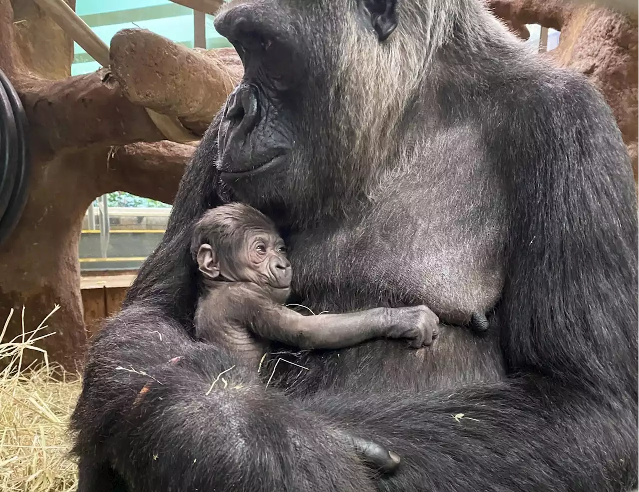 National Zoo Welcomes Newborn Gorilla For First Time In Five Years