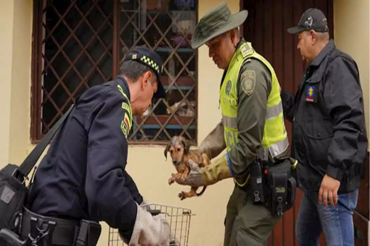 Autoridades allanaron un hogar en el norte de Cali para rescatar animales maltratados