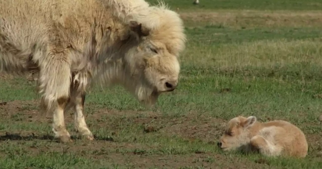 Rare white bison born in Wyoming