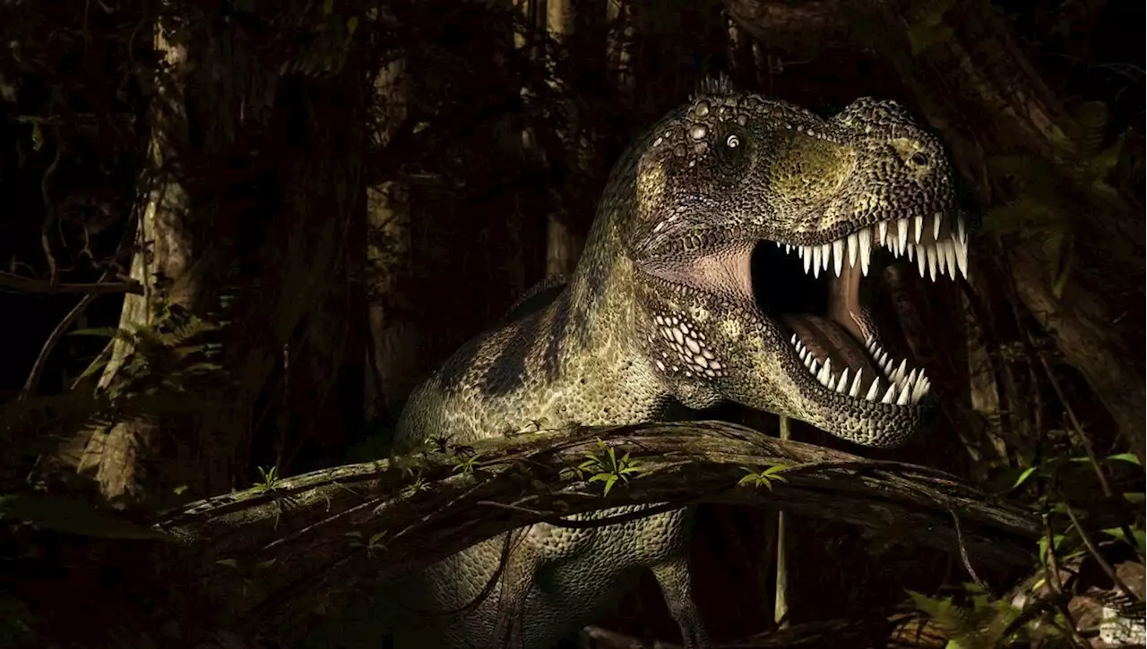 On a une nouvelle estimation du nombre de T-Rex qui ont vécu sur Terre