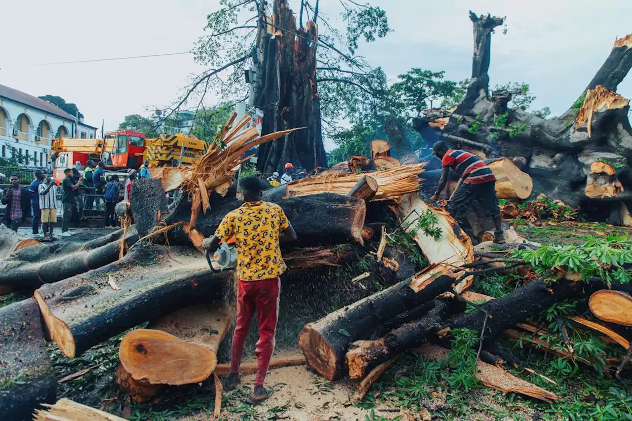 Sierra Leone’s 400-year-old Cotton Tree was treasured national symbol with a Canadian connection