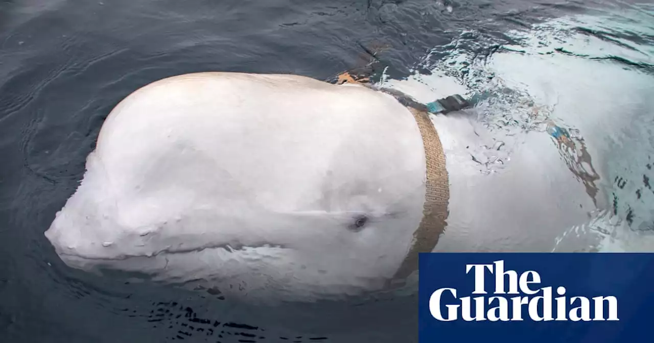 Suspected Russia-trained spy whale reappears off Sweden’s coast