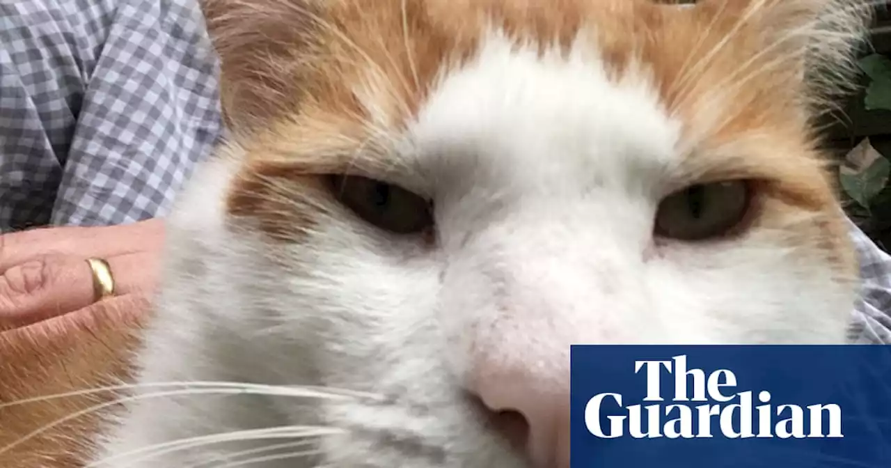 The pet I’ll never forget: part mafia boss, part Artful Dodger, Julian the cat scorns society’s rules