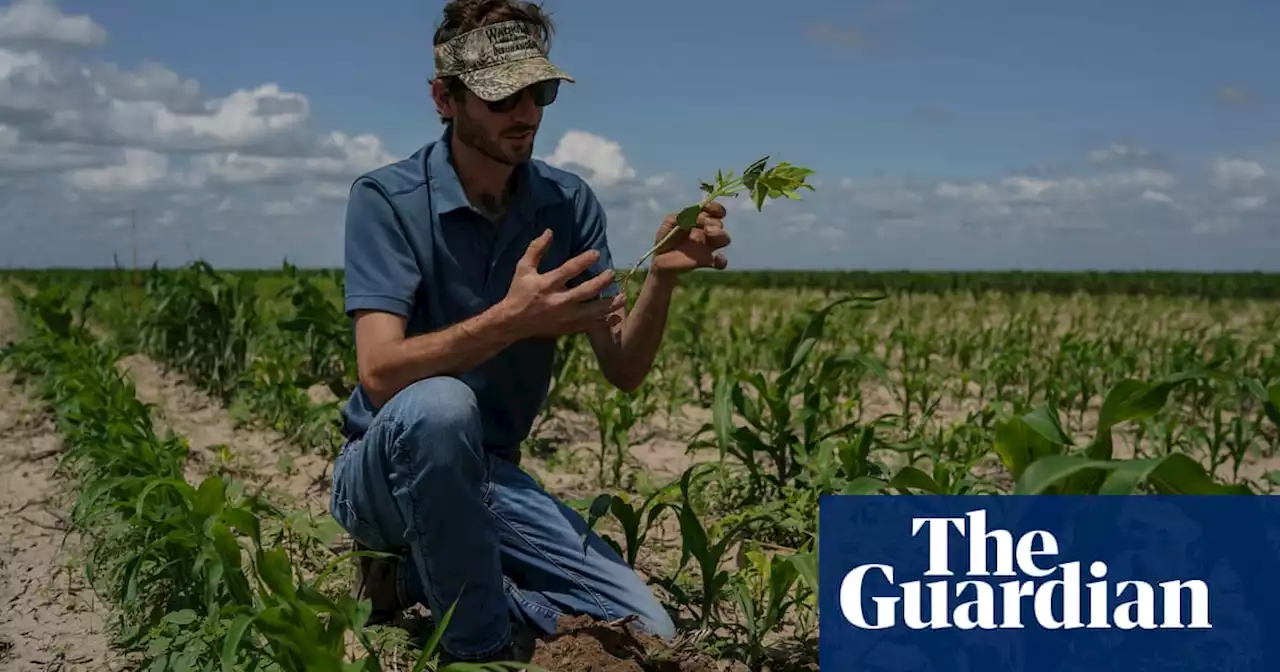 ‘Unpredictability is our biggest problem’: Rio Grande Valley farmers experiment with ancient farming styles