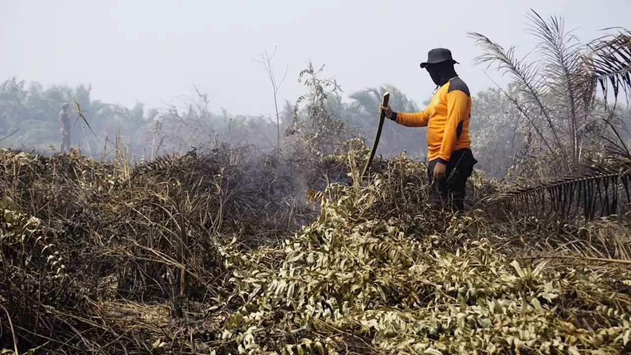 Hadapi El Nino, Otorita IKN Antisipasi Kebakaran Hutan dan Lahan