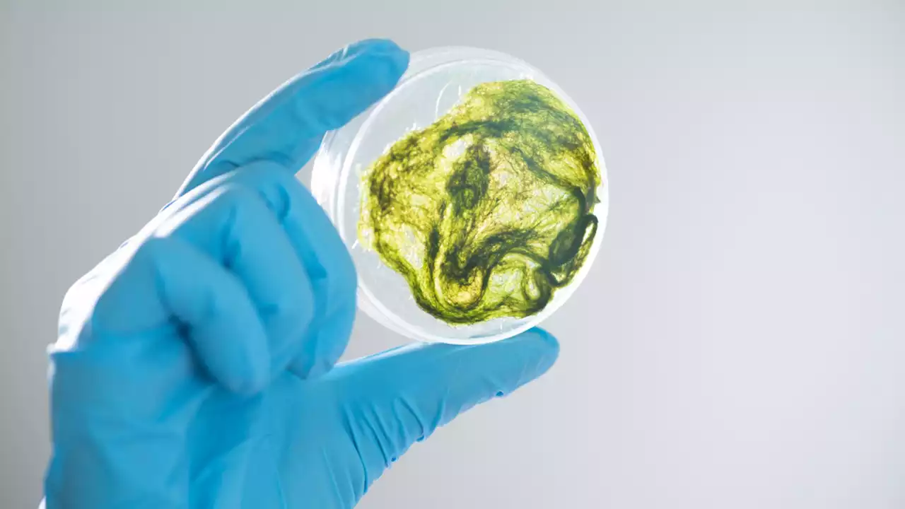 Engineering bacteria in the quest for green biomanufacturing solutions