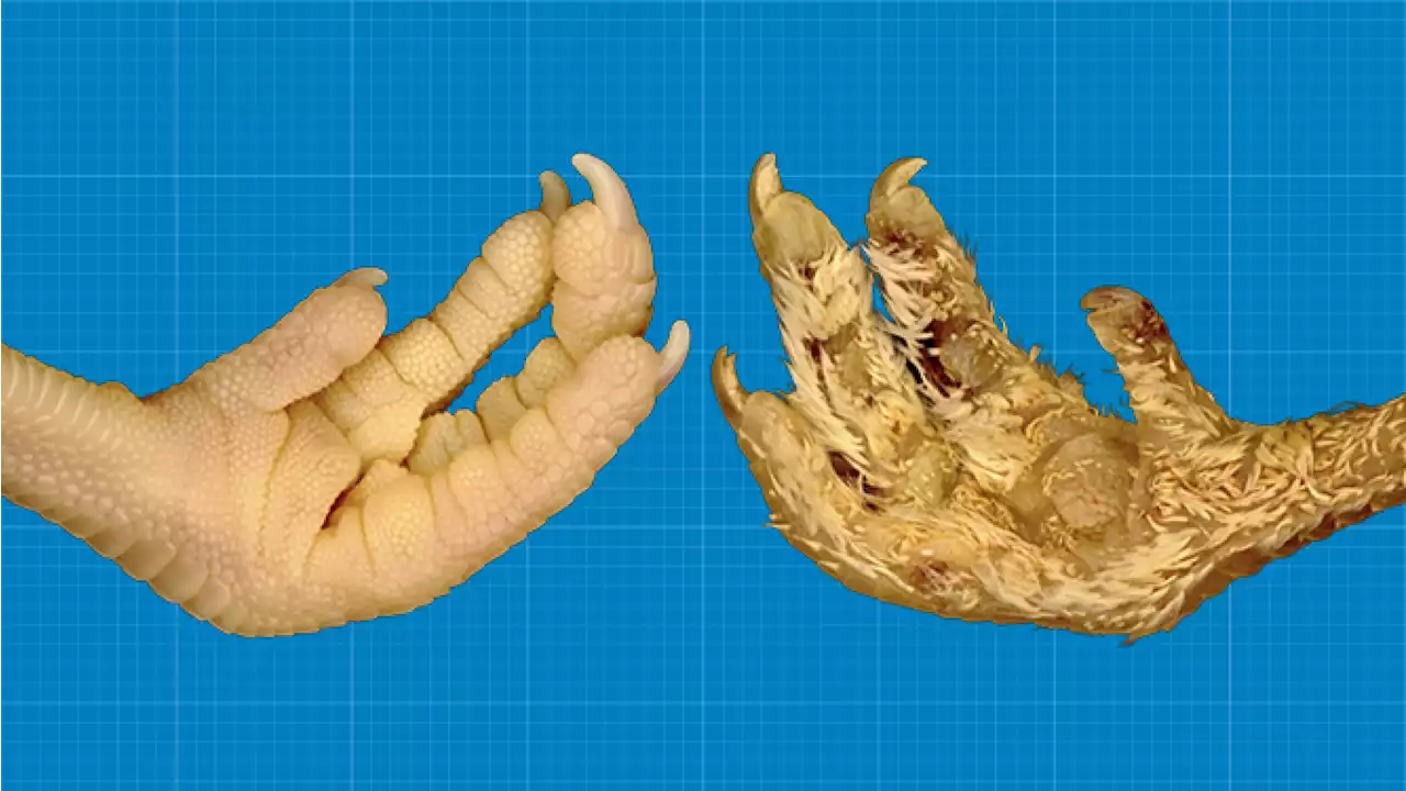 Scientists transform scales on chicken feet into feathers by simply tweaking a gene