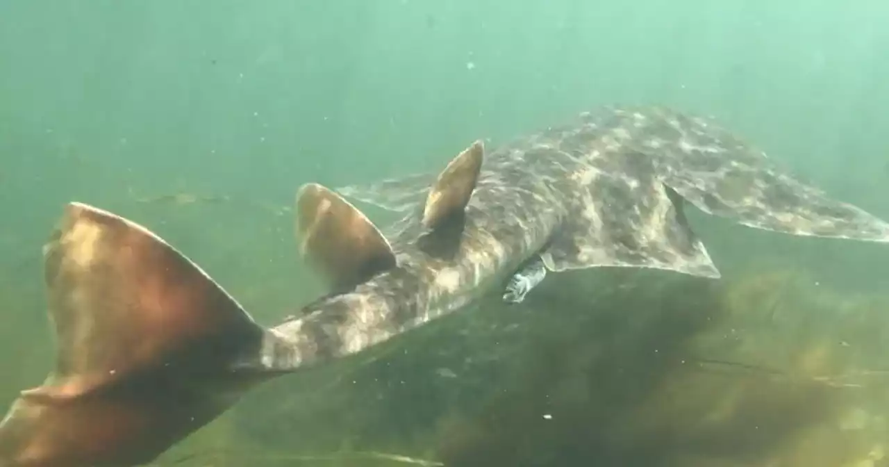 ‘Exceptional’ sighting of endangered angel shark in Galway Bay