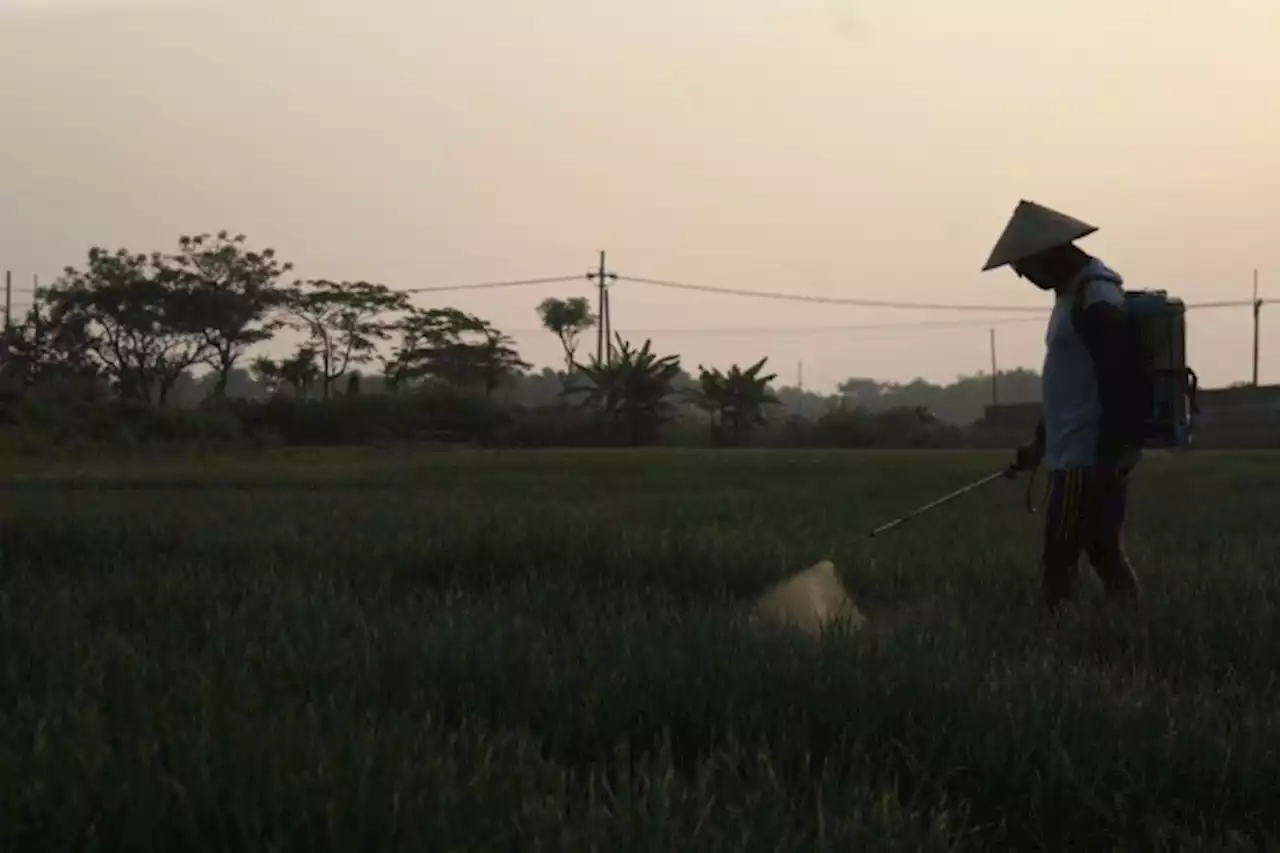 Memasuki Musim Tanam, Petani Brambang Nganjuk Selalu Cari Kredit