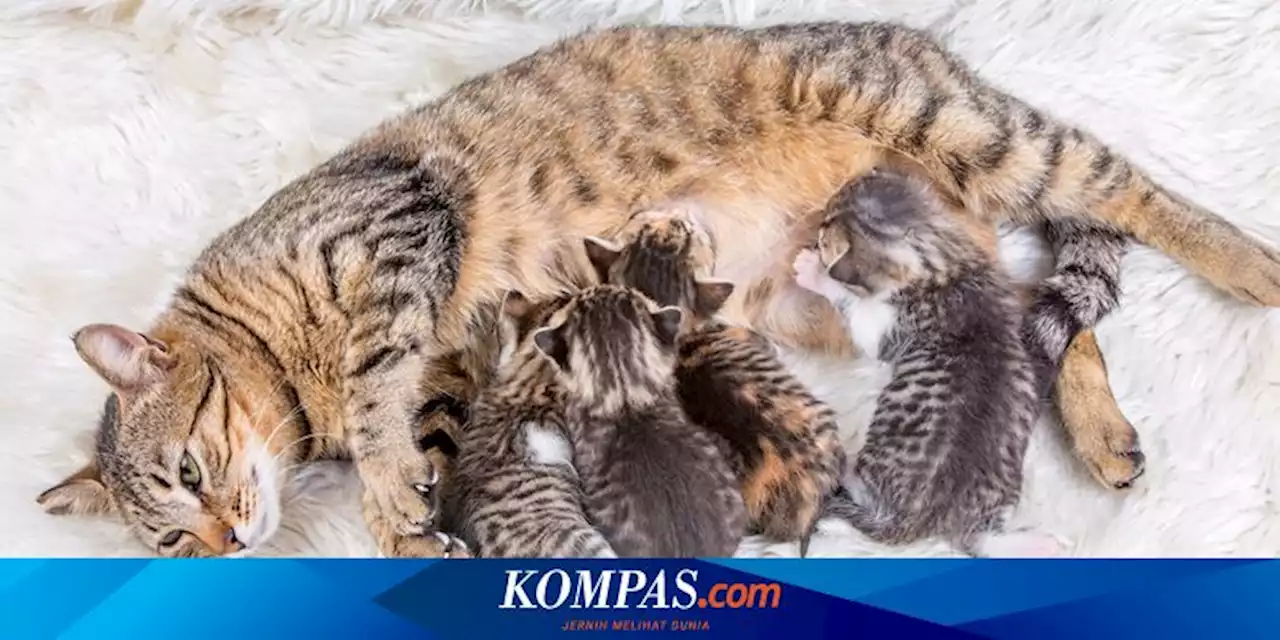 Berapa Lama Waktu yang Dibutuhkan Kucing untuk Melahirkan?